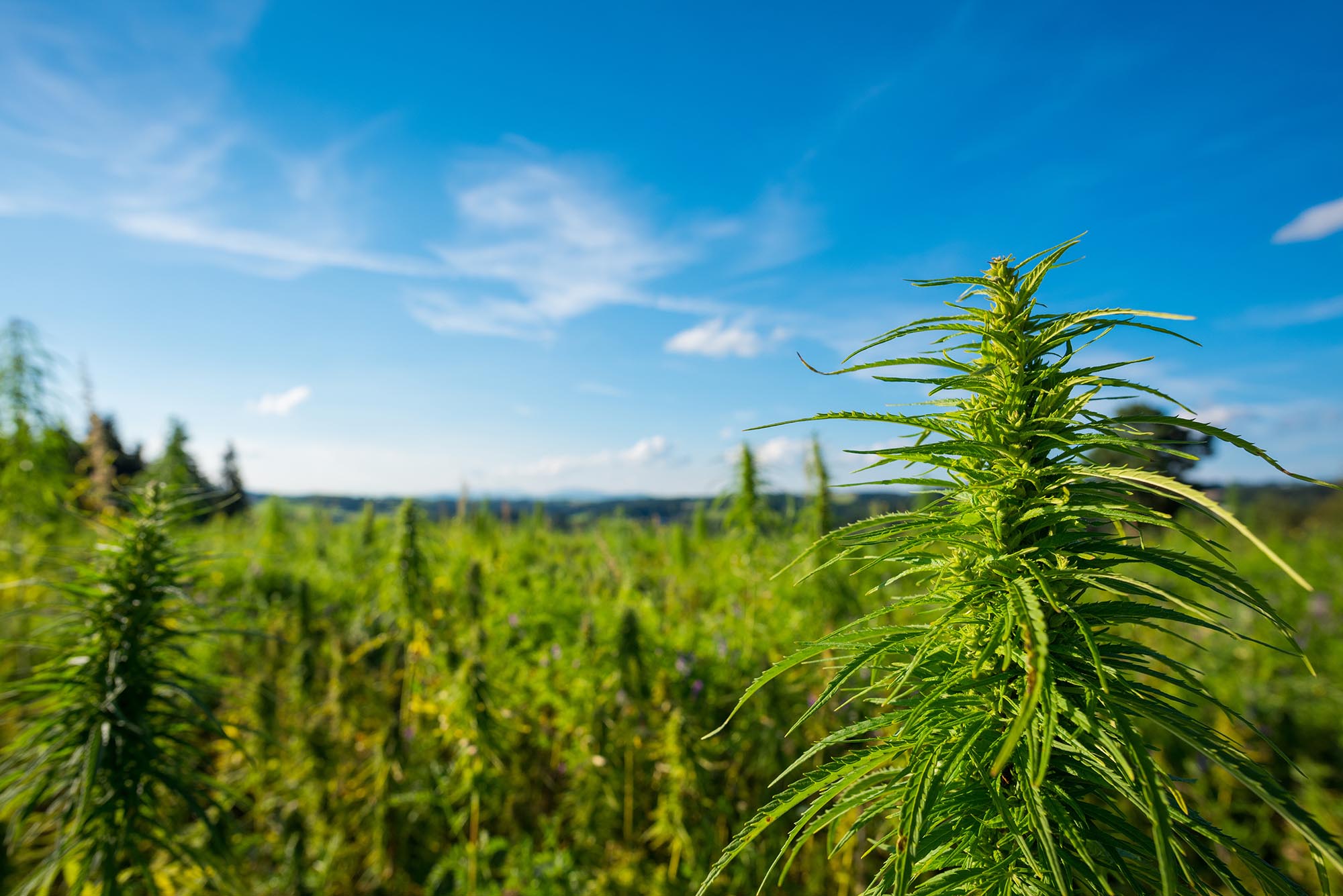 Marijuana Plant At Outdoor Cannabis Farm Field | MMD Holistic Medicine ...